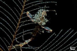 Skeletonshrimp and its breed :-D by Daniel Strub 